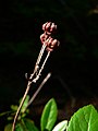 Chimaphila umbellata