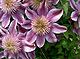 Clematis Josephine