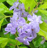 Duranta Flowers