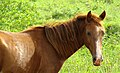 Cuban Horse, Manuel Sanguily, La Palma, Pinar del Rio