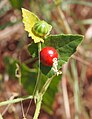 Drobnoplodý druh Cucumis maderaspatanus