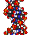 Image 25Francis Crick and James Watson discover the spiral structure of DNA (from 1950s)