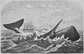 Die Gartenlaube (1869) b 597.jpg Fang eines Potwals. Nach einem amerikanischen Originalbilde