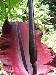 Dracunculus Vulgaris