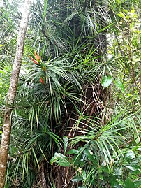 Freycinetia excelsa