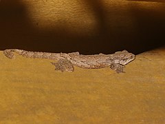 Gekko cicakterbang 98540030.jpg