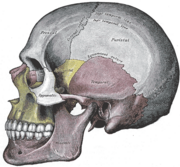 Vista lateral do crânio.