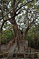 Sakishimasuou tree: Said to be the biggest and oldest mangrove tree in Japan