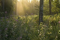 Surrounding forest in Leistu