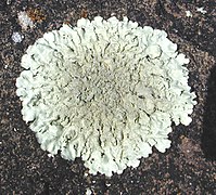 Plus de 200 espèces de lichens ont été répertoriées en Antarctique.