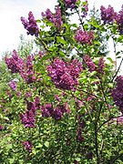 Lilac (Syringa)