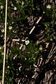 Moehringia macrophylla