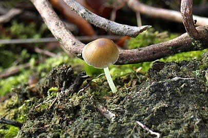 Onbekende paddenstoel in Vught (8 november)