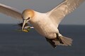 Northern gannet at Heligoland