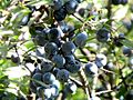 Blackthorn (Prunus spinosa)