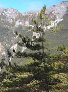 Pinus taiwanensis treetop.jpg