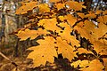 Autumn leaves; Marki, Poland