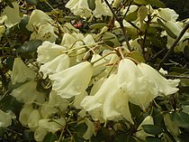 De cultivar 'Moonstone' ontstond in 1933 uit de kruising van R. williamsianum x R. campylocarpum. (foto genomen in Trompenburg Tuinen & Arboretum)