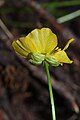 Ranunculus eschscholtzii