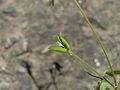 ヒメウズ（Semiaquilegia adoxoides）の果実