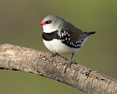 Diamond firetail, by JJ Harrison