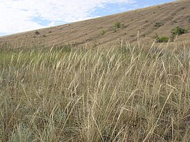 Jouhihöyhenheinä (Stipa capillata)