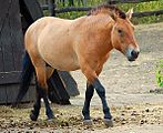 Braunfalbe (Przewalski-Pferd) mit Mehlmaul