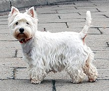 A completely white terrier with standing-up ears faces the camera.
