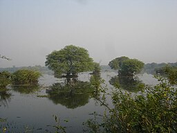 Keoladeo nationalpark i Bharatpurdistriktet.