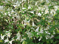 Abelia serrata