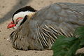 Juodagalvis keklikas (Alectoris melanocephala)