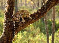 Indian leopard is found here