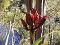 Doryanthes excelsa growing in natural habitat in Heathcote National Park, Sydney