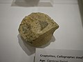 Fossil graptolite Callograptus staufferi