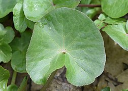 Caltha palustris kz08.jpg