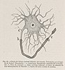Celula del lobulo cerebral electrico del torpedo