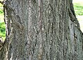 Chinese Chestnut (Castanea mollissima) bark