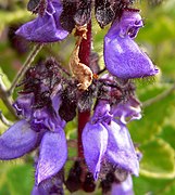 Coleus lanuginosus 2.jpg