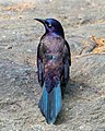 Image 37Common grackle showing off its iridescence in Central Park