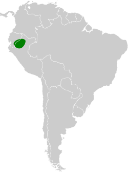 Distribución geográfica del hormiguerito del Yasuní.