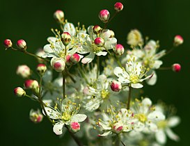 Fleurs de Filipendula vulgaris.