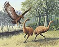 El águila de Haast, la mayor águila conocida, atacando a una moa (que incluye a las más altas aves conocidas).
