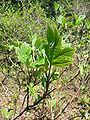 Hydrangea quercifolia