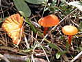 Hygrocybe marchii