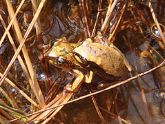 Hyperolius castaneus pair in amplexus, Nyungwe National Park.jpg