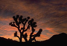 Cactus at sunset