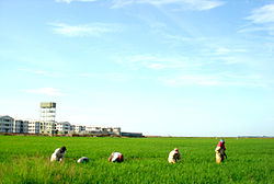 Farmers are harvesting Crops in a Greenish Paddy Field.