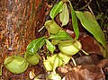 Nepenthes, llamado kantong semar por los lugareños (un insecto plantívoro que se encuentra en los pantanos