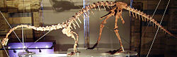 Massospondylus skelet.