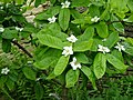 Common-medlar blossom in my garden